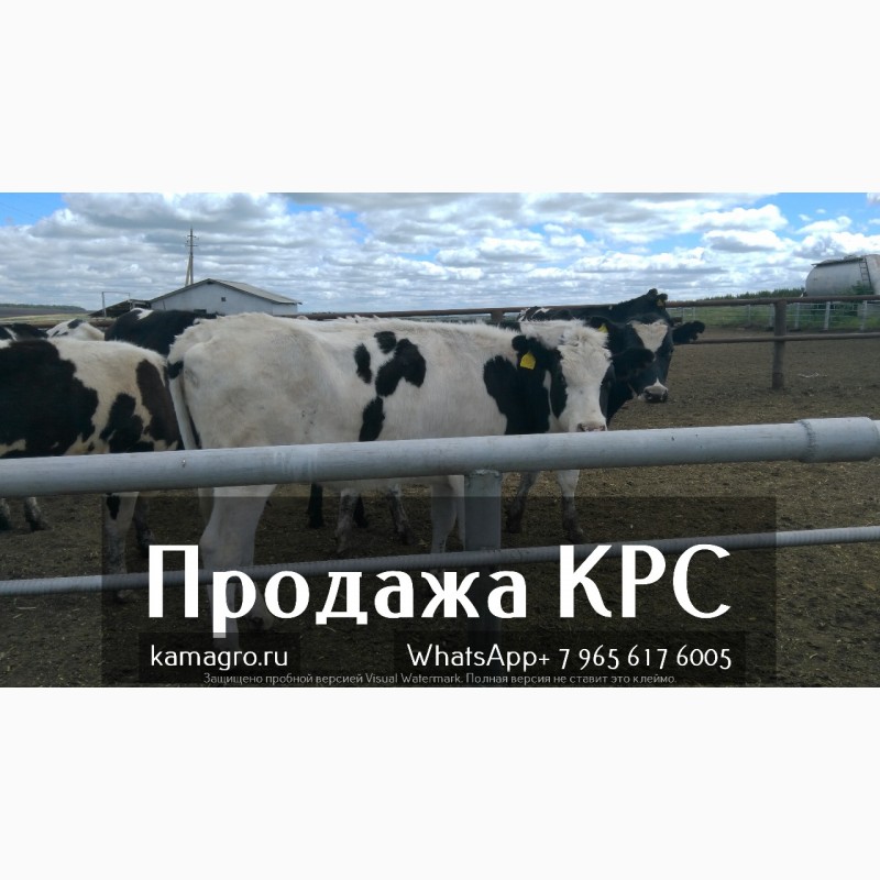 Фото 5. Продажа коров дойных, нетелей молочных пород в Армении