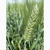 Семена твердой пшеницы сорт Одари ЭС