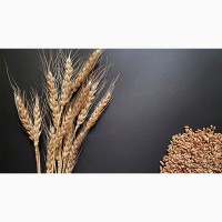Семена озимой пшеницы Алексеич, Ахмат, Гурт, Еланчик, Таня, Юка и др