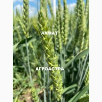 Семена озимой пшеницы краснодарской селекции ЭС