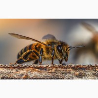 Продам Пчелопакеты Карника 2021