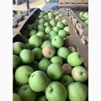 Реализуем яблоки сорт Слава Победителям (урожай 2021) оптом со склада производителя