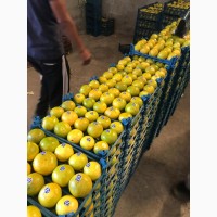 Мандарины, лимоны, яблоки, урожай 2020 года