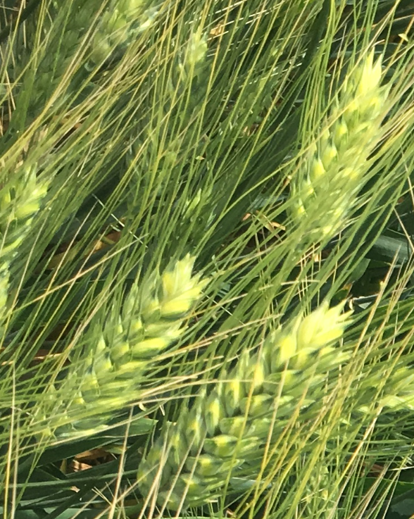 Семена озимой пшеницы сорт Диона ЭС