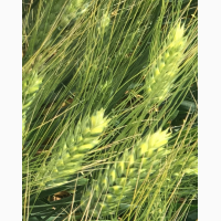 Семена озимой пшеницы сорт Диона ЭС