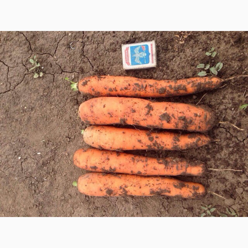 Фото 2. Морковь оптом от производителя от 20 тонн