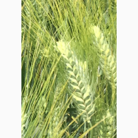 Семена озимой твердой пшеницы сорт Оникс ЭС