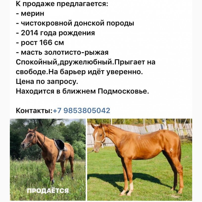 Фото 3. Продажа лошадей