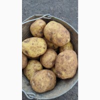 Картофель 5+ оптом от производителя 26 руб/кг