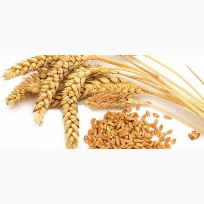 Продам СЕМЕНА пшеницы яровой,  — APKRU.com