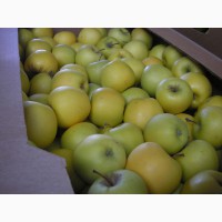 Яблоки от производителя (Крым)