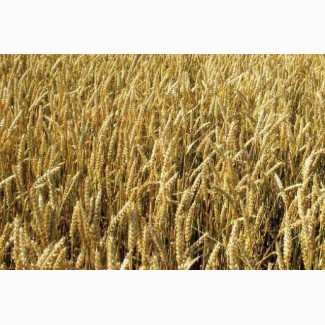 Закупаем семена пшеницы яровой на постоянной основе
