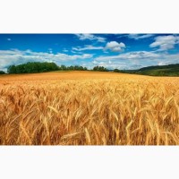 Семена озимой пшеницы Краса Дона, Станичная, Лидия, Аскет, Танаис, Ермак, Лилит