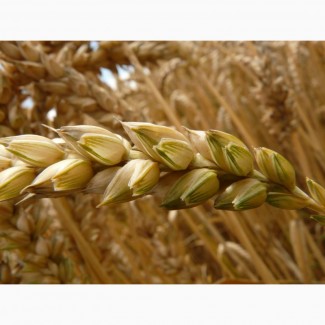 Семена озимой пшеницы Маркиз, Караван, Сварог, Ваня, Граф