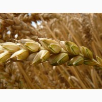 Семена озимой пшеницы Маркиз, Караван, Сварог, Ваня, Граф