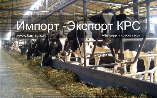 Продажа коров дойных, нетелей молочных пород в Кыргызстане