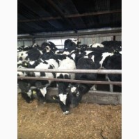 Продажа коров дойных, нетелей молочных пород в Кыргызстане