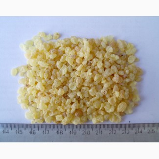 Экспортируем смолу мастичного дерева (Mastic gum, مصطکی)