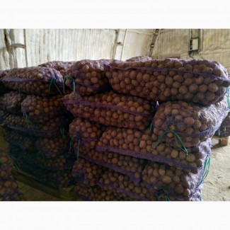 Дешевый семенной картофель 5р. /кг
