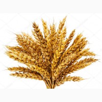 Куплю пшеницу, ячмень, овес, горох, рапс у производителей