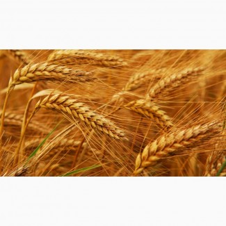 Семена пшеницы озимой :Лилит, Изюминка, Ермак, Аскет, Капитан