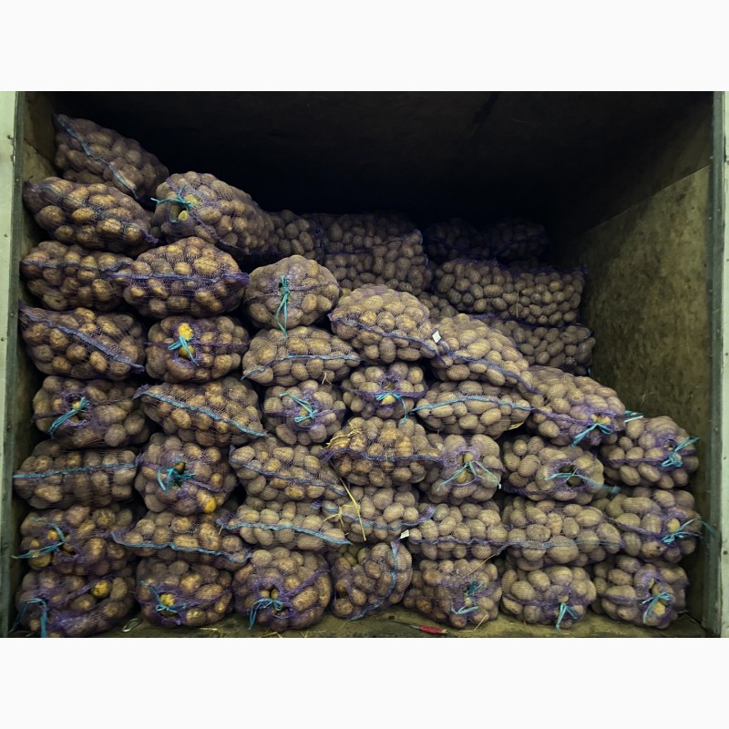 Фото 7. Продам картофель оптом желтый сорт Гала