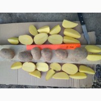 Картофель оптом напрямую от производителя