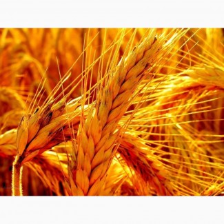 Семена пшеницы озимой : Краса Дона, Станичная, Лидия