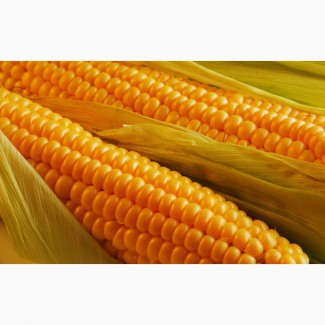 Семена кукурузы от производителя скидки