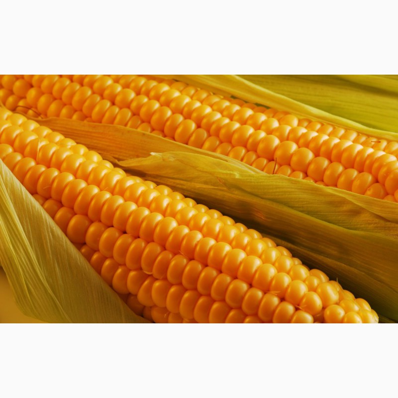 Продам СЕМЕНА кукурузы от производителя скидки, Брянск — APKRU.com