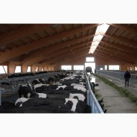 Продажа коров дойных, нетелей молочных пород в Молдавии