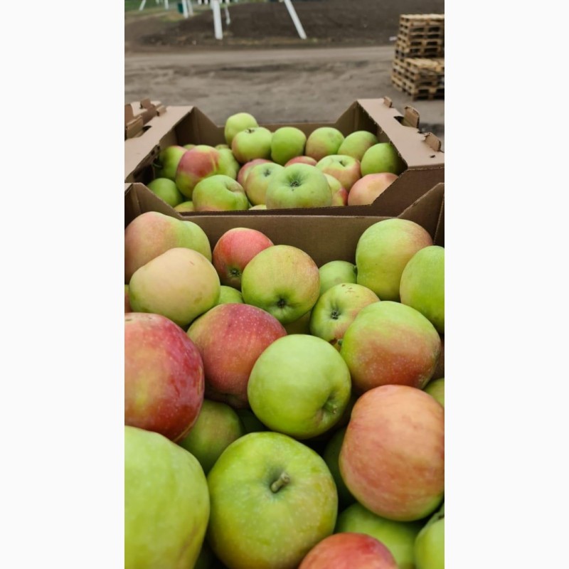 Фото 2. Летние яблоки сортов Женева, Квенти, Боровинка, Налив сетевого качества