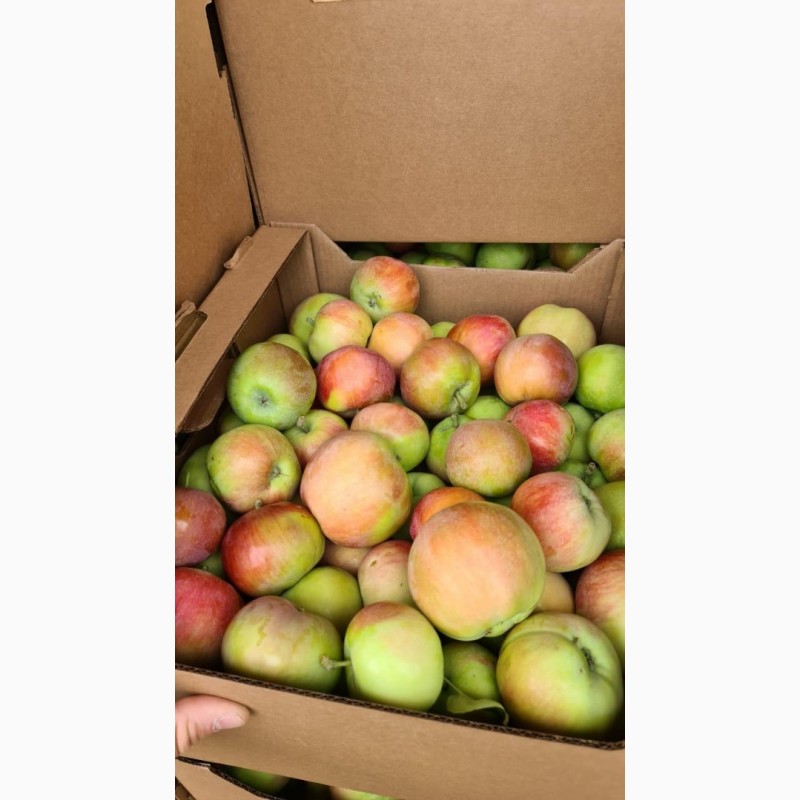 Фото 3. Летние яблоки сортов Женева, Квенти, Боровинка, Налив сетевого качества