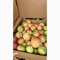 Летние яблоки сортов Женева, Квенти, Боровинка, Налив сетевого качества