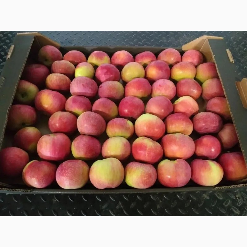 Фото 4. Летние яблоки сортов Женева, Квенти, Боровинка, Налив сетевого качества