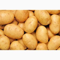 464/5000 Сорт свежего картофеля на продажу