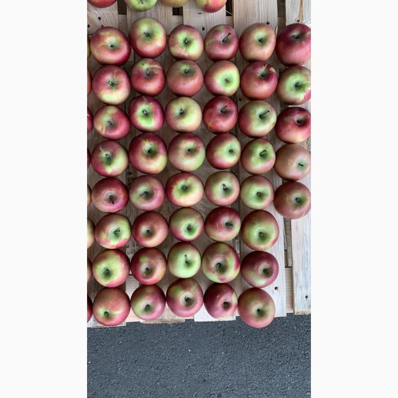 Фото 3. Продаем яблоки 1 сортов