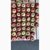 Продаем яблоки 1 сортов