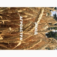Семена озимой пшеницы Этюд ЭС/РС1