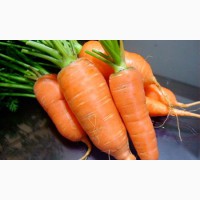 Продается свежая морковь, лук, капуста
