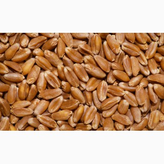 ООО «Атлантис» продаёт фуражную пшеницу