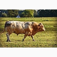 Продаю быков мясных пород живым весом на убой