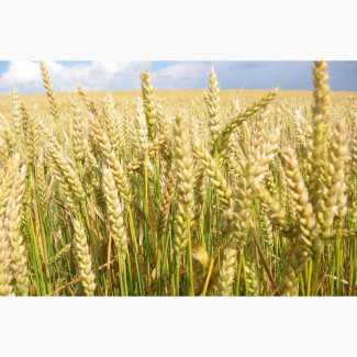 Семена пшеницы мягкой яровой