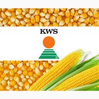 Гибриды кукурузы КВС