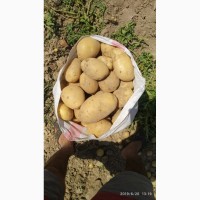 Картофель оптом в Новосибирске