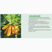 Семена кабачка, патиссона, белорусская селекция