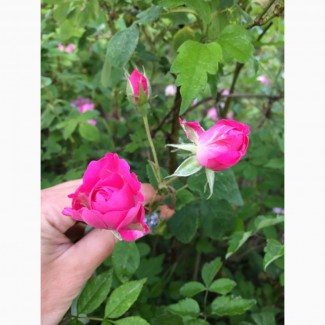Продаю сухие лепестки крымской эфиромасличной розы