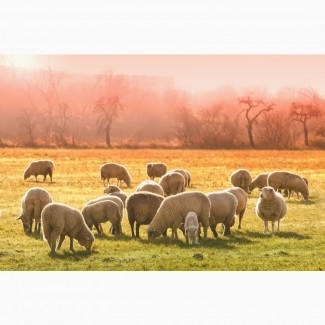Продаю овец мясных пород живым весом