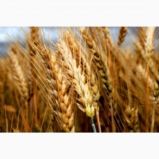 Семена озимой пшеницы Гром