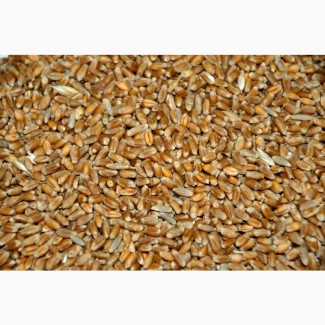Пшеница 5 класс, 800 тонн